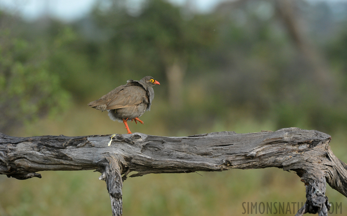 Pternistis adspersus [550 mm, 1/1000 sec at f / 8.0, ISO 1600]